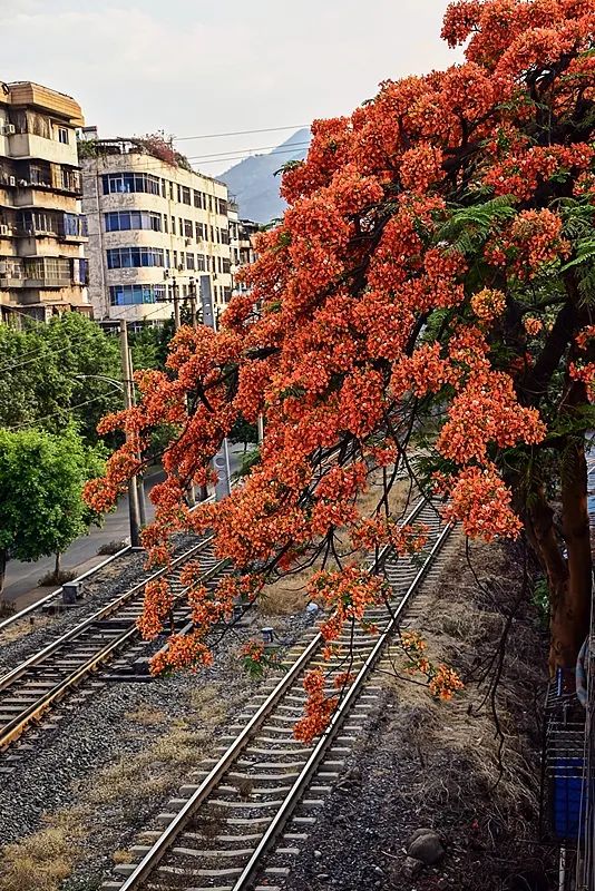 在攀枝花过冬,比三亚爽多了(图3) 攀枝花花海旅游攻略_攀枝花景点怎样游玩最合理_攀枝花工业转型与旅游发展