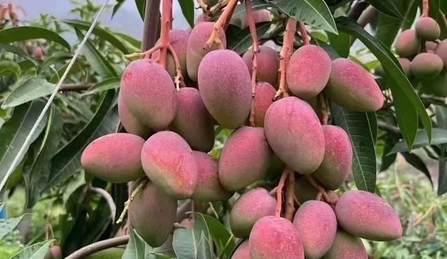 去了趟攀枝花,总算搞明白,为啥攀枝花是四川“离谱”的城市(图5) 攀枝花景点怎样游玩最合理_攀枝花避霾游_攀枝花全钒液流电池