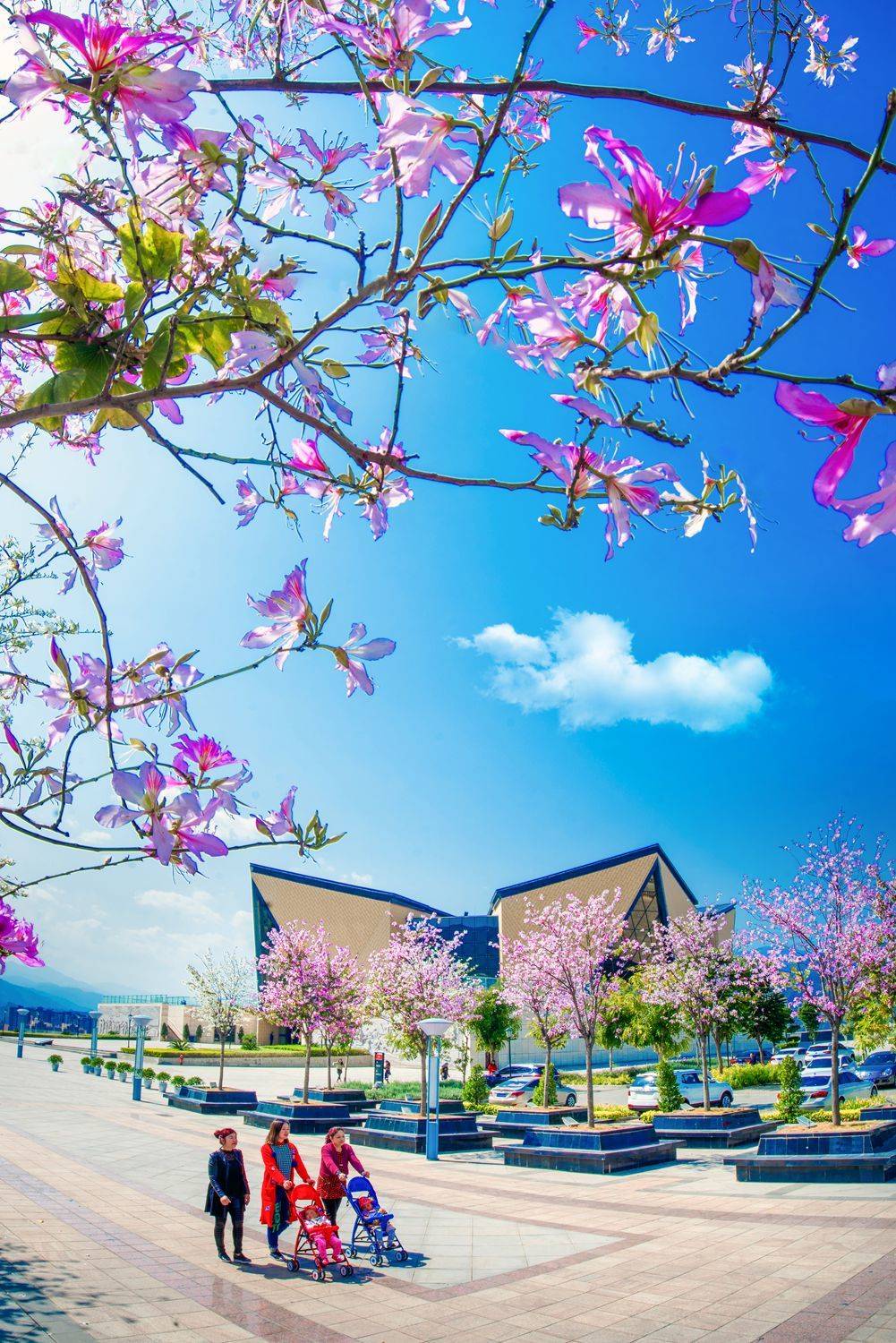 攀枝花市文广旅局局长刘亚玲:动车开通后,让攀枝花成为旅行首选“下一站”(图2) 成都到攀枝花旅游攻略_攀枝花新成昆铁路旅游线路_攀枝花景点怎样游玩最合理