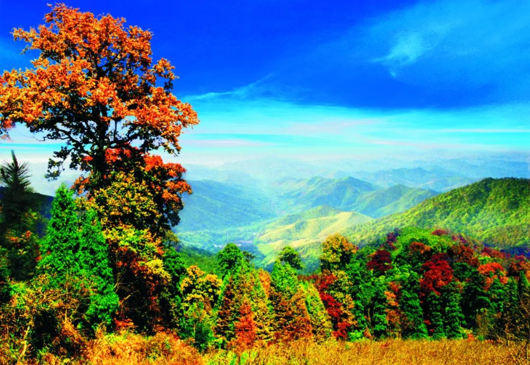 临安最全A级景区名录表出炉 | 每一张照片都美到极致!(图14) 临安A级旅游景区列表_浙江省临安市旅游景点_大明山4A级景区介绍