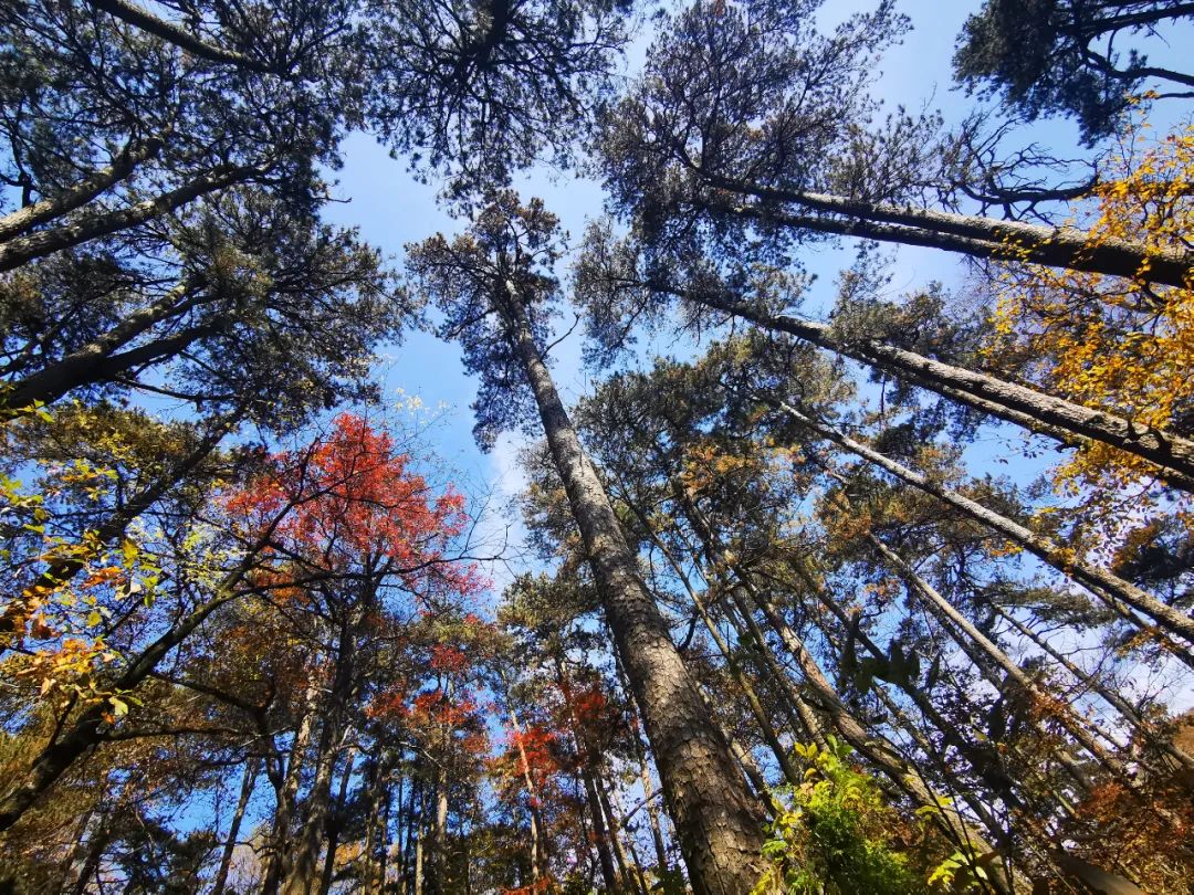 临安最全A级景区名录表出炉 | 每一张照片都美到极致!(图21) 临安A级旅游景区列表_大明山4A级景区介绍_浙江省临安市旅游景点