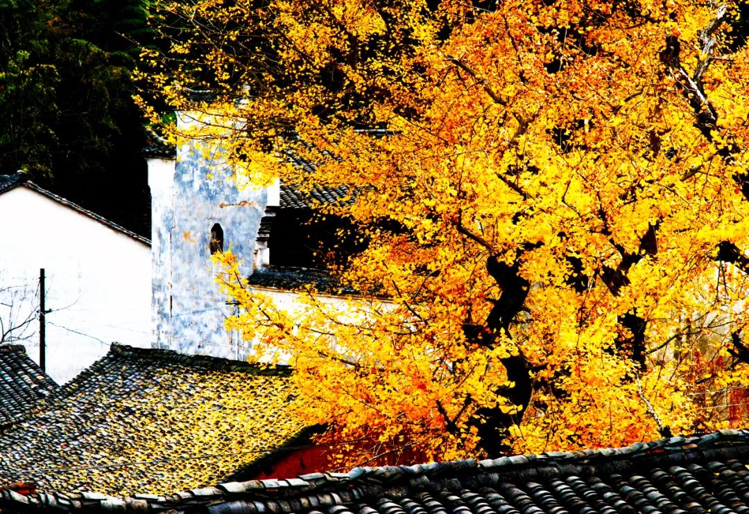 临安最全A级景区名录表出炉 | 每一张照片都美到极致!(图26) 临安A级旅游景区列表_大明山4A级景区介绍_浙江省临安市旅游景点