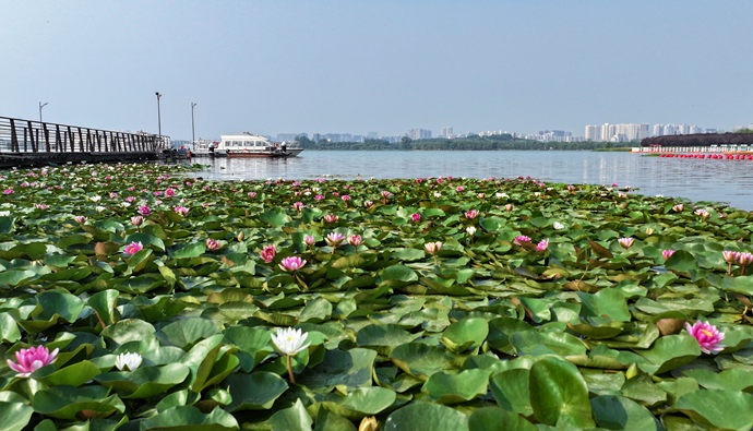 郑州绿美画卷徐徐展开(图1) 郑州黄河生态保护_郑州无废城市建设_农村生活污水综合处理与安全利用技术