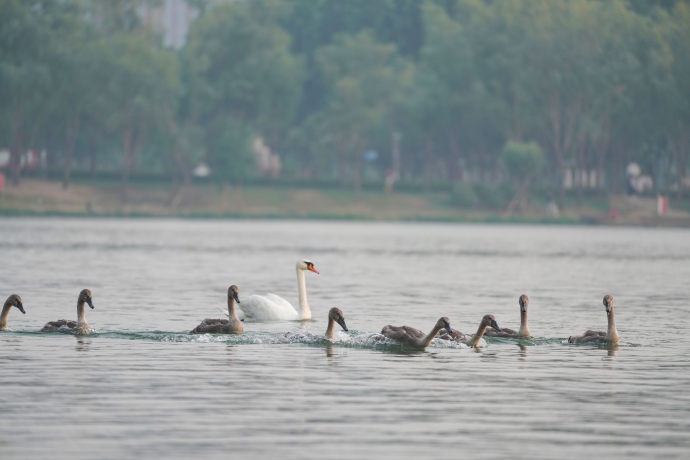 郑州绿美画卷徐徐展开(图2) 农村生活污水综合处理与安全利用技术_郑州黄河生态保护_郑州无废城市建设
