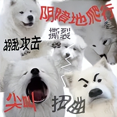 血压拉满!必胜客推出「致死量香菜披萨」,意大利人蚌埠住了(图14) 意大利披萨饼_日本必胜客太多香菜披萨_印度必胜客MOMO MIA披萨