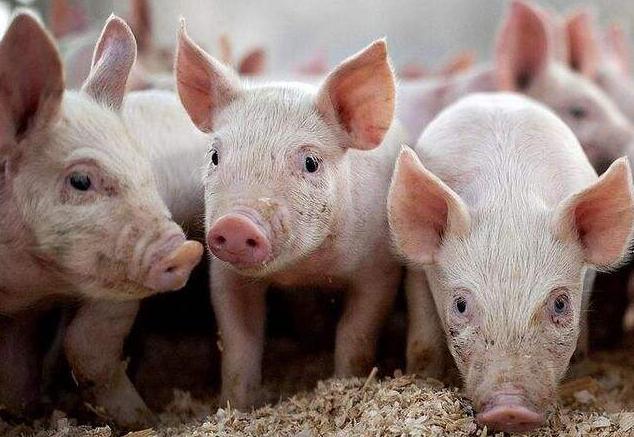 明年,养猪还挣钱吗?(图1) 2021年猪肉价格走势_养猪行情分析预测_养猪成本影响因素