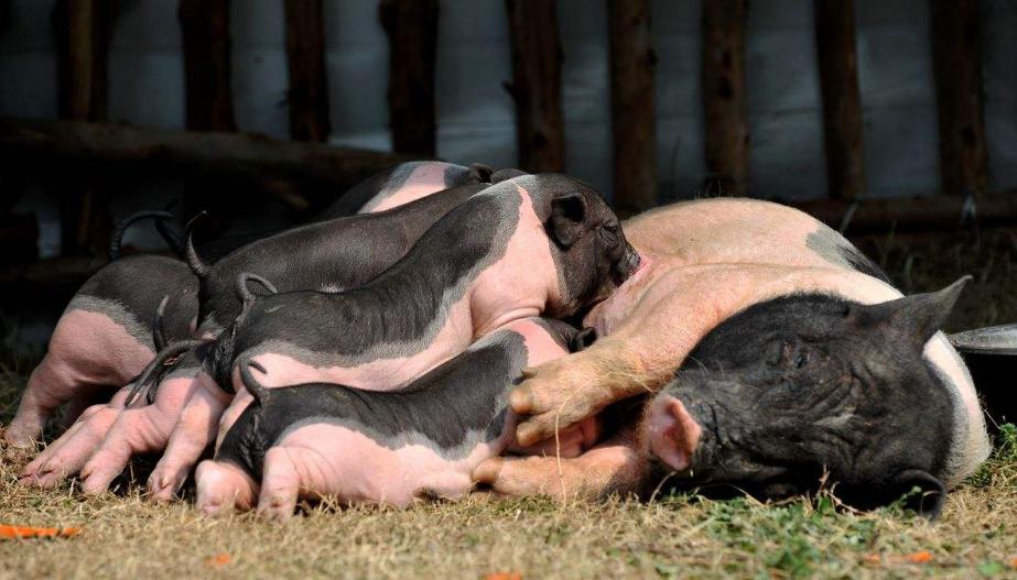 明年,养猪还挣钱吗?(图2) 养猪成本影响因素_2021年猪肉价格走势_养猪行情分析预测