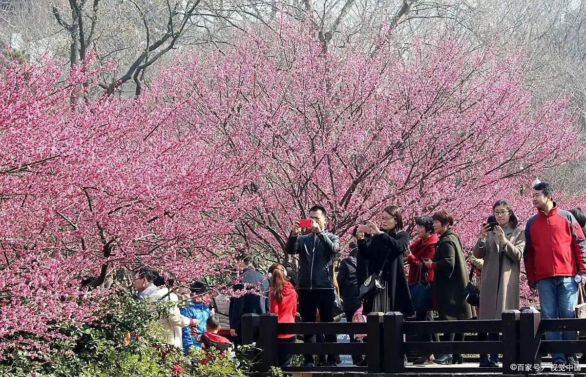 嘉兴梅花洲景区游玩,早春赏梅正当时!(图1) 早春赏梅攻略_嘉兴梅花洲景区_梅花洲景区游玩攻略