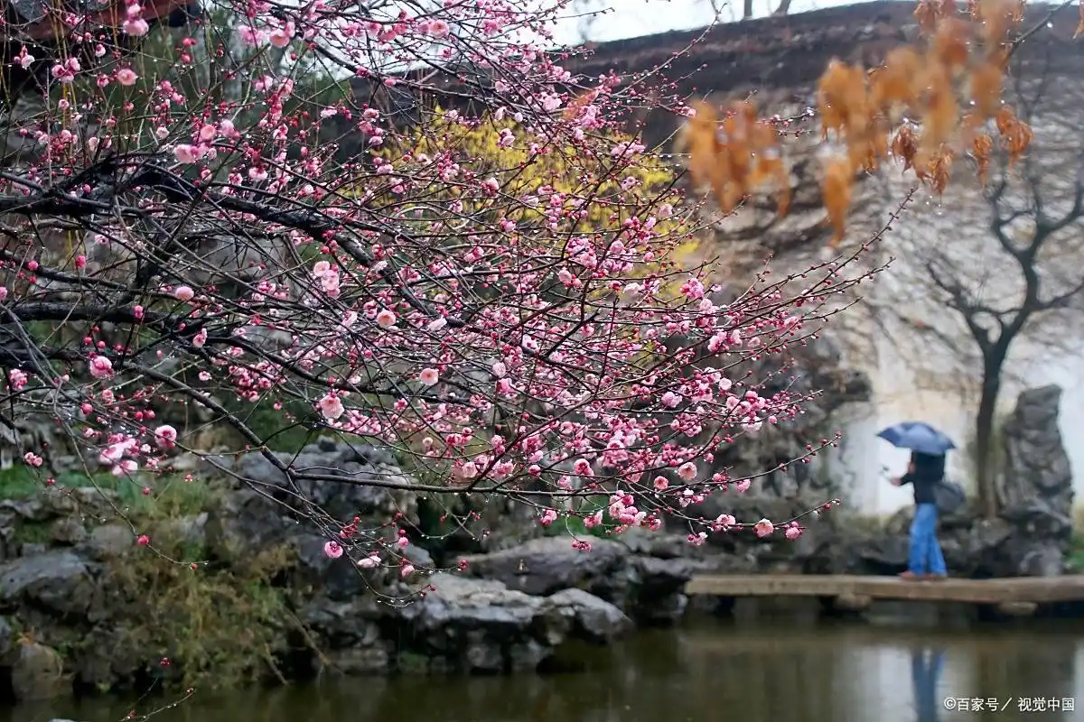 嘉兴梅花洲景区游玩,早春赏梅正当时!(图2) 早春赏梅攻略_嘉兴梅花洲景区_梅花洲景区游玩攻略