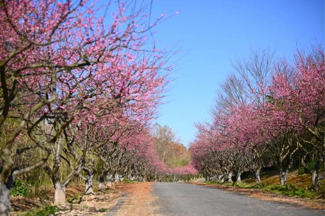 海湾国家森林公园赏梅攻略——游玩路线篇(图13) 海湾国家森林公园赏梅攻略——游玩路线篇