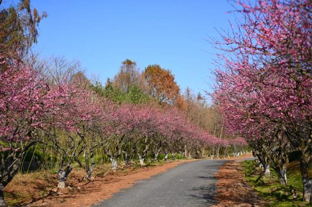 海湾国家森林公园赏梅攻略——游玩路线篇(图14) 海湾国家森林公园赏梅攻略——游玩路线篇