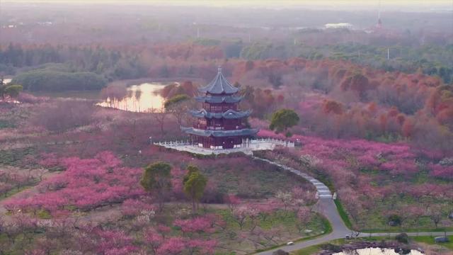 海湾国家森林公园赏梅攻略——游玩路线篇(图6) 海湾国家森林公园赏梅攻略——游玩路线篇