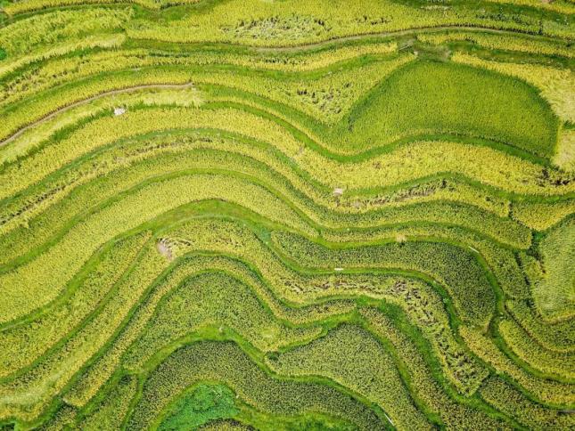 一“糯”千金,贵州哪里的糯米饭最好吃?(图6) 贵州糯米饭做法_贵州特色小吃推荐_贵州特色小吃介绍