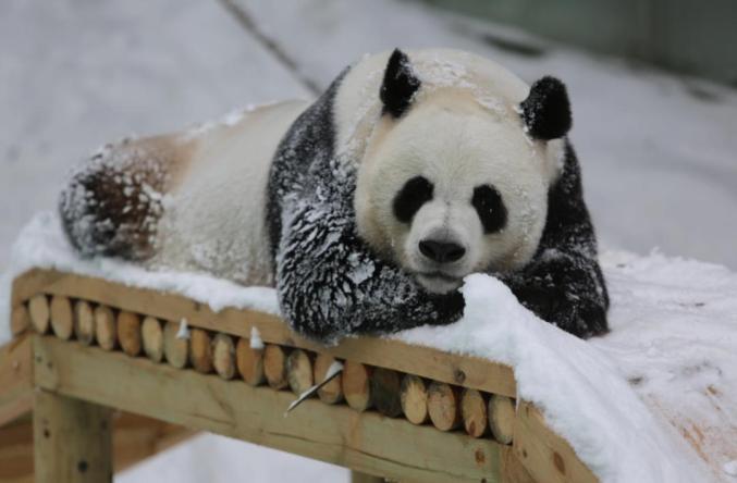 免门票!免门票!面向全体栾川居民→(图4) 栾川旅游景区门票优惠政策_石人山门票预订景区到付_栾川居民免门票景区及细则
